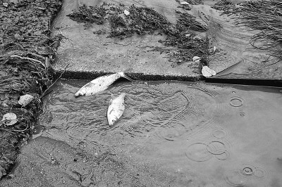 119-1948_IMG Fische im Rinnstein, Hofmühlenstraße, Weißeritzhochwasser