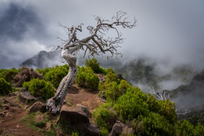 Abgestorbener Baum am Pico Ruivo