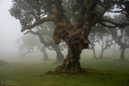 Wald von Fanal