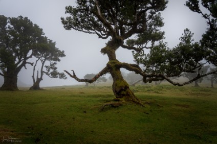 Der Ent von Fanal