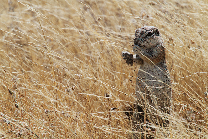 IMG_00384_7D_800.jpg - "Straßenposten",  Etosha