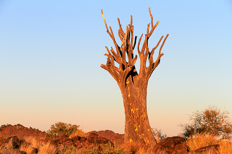 IMG_07294_7D_800.jpg - Köcherbaumwald bei Keetmanshoop, Namibia