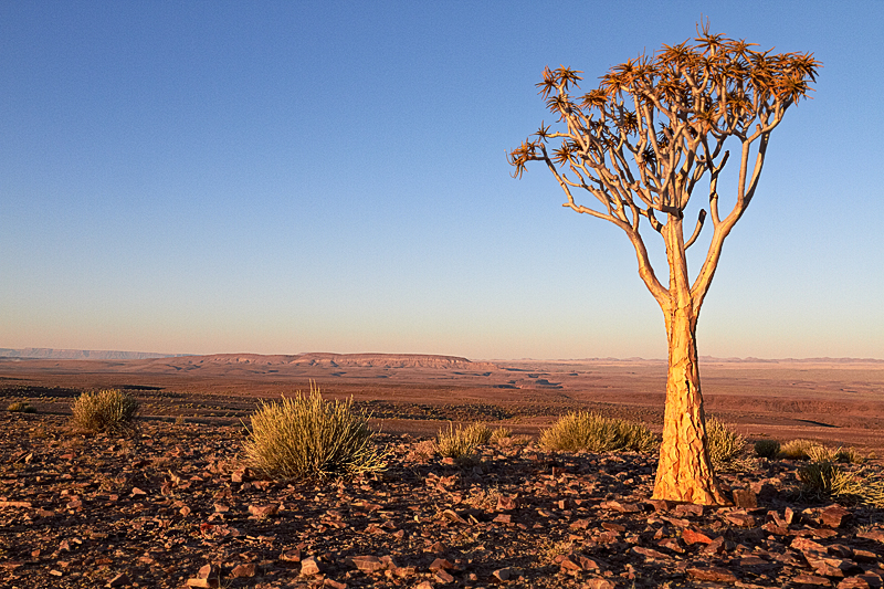 IMG_07742_7D_800.jpg - Köcherbaum,  Fish River Canyon Ostrand, Namibia