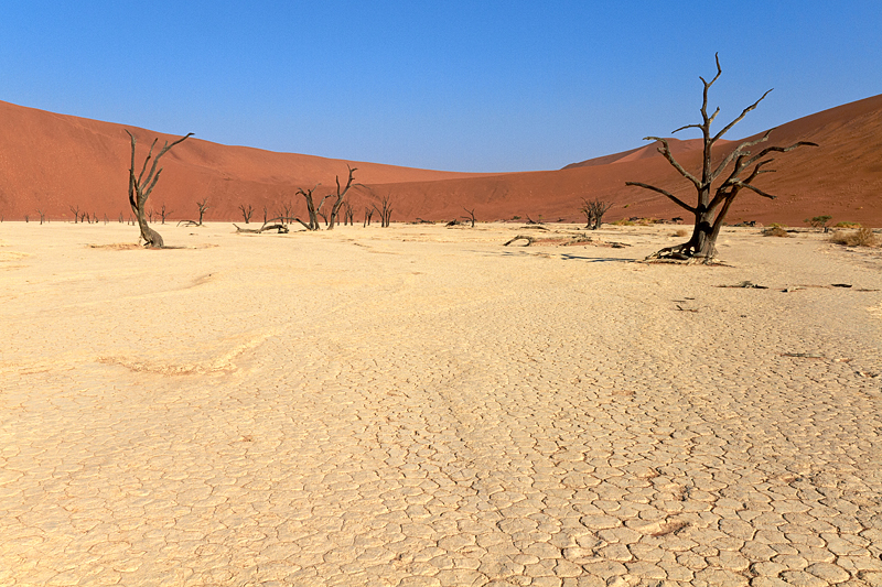 IMG_08678_7D_800.jpg - Death Vlei, Namib