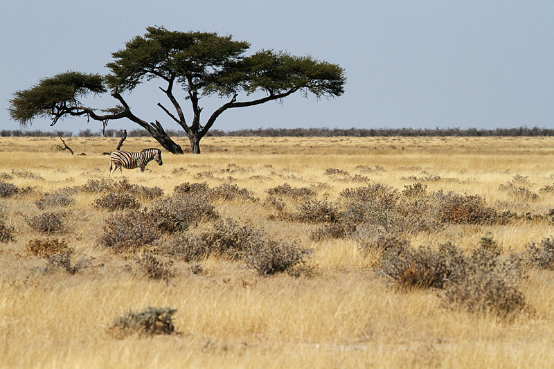 IMG_10667_7D_800.jpg - Etosha Nationalpark