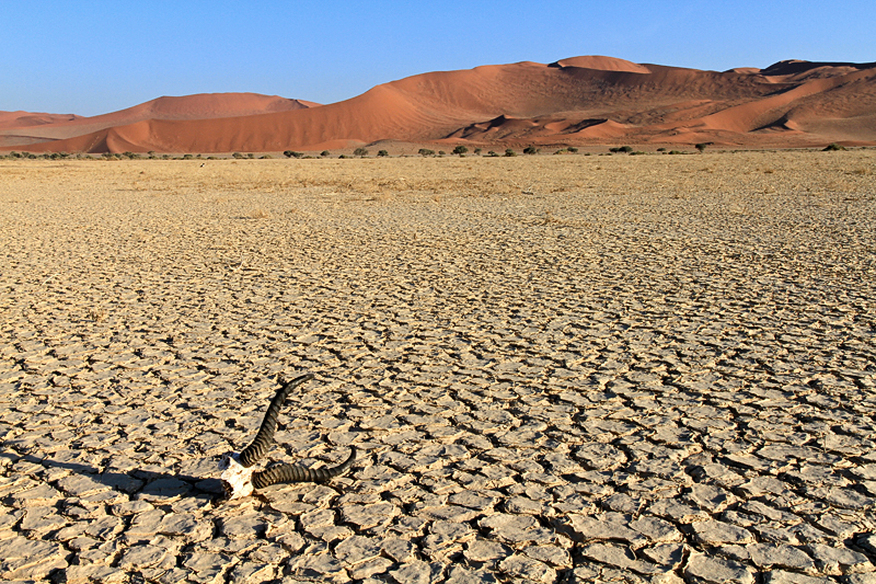 IMG_8925_7D_800.jpg - Sossusvlei, Namib