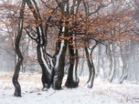Winter im Böhmischen Erzgebirge  6D 154071 NAL © Iven Eissner : Aufnahmeort, Böhmen, Erzgebirge, Europa, Ore Mountains, Tschechien