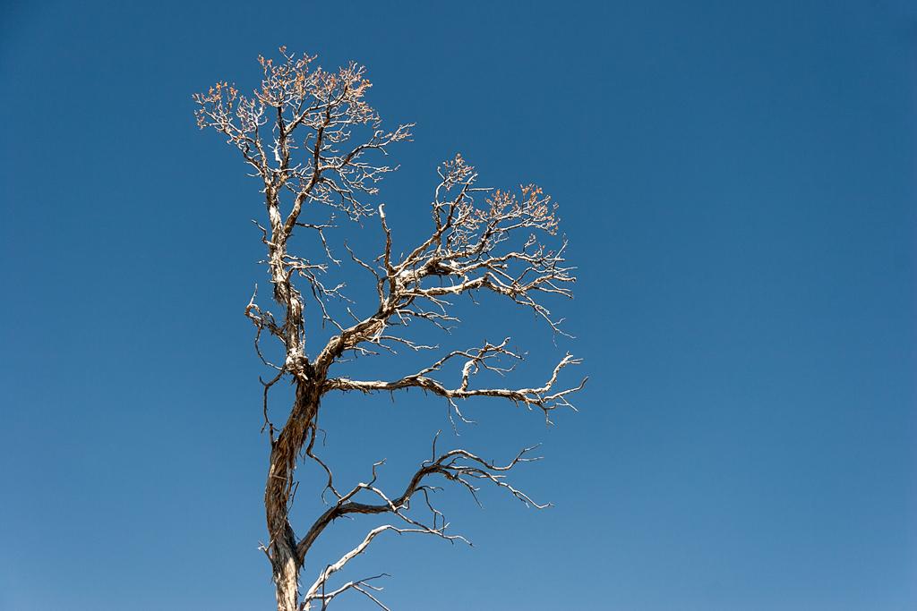 20D_9034_800.jpg - Toter Baum, Grand Canyon, USA