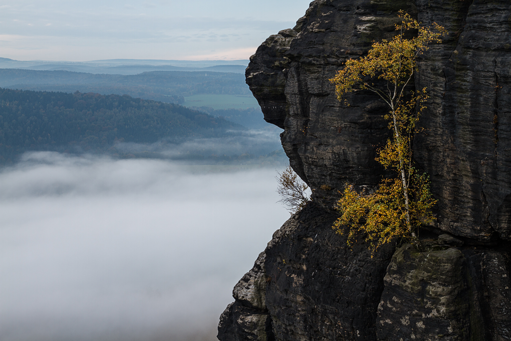 D7_23701_1024.jpg - Birke am Lilienstein, Sächsischen Schweiz, Elbsandsteingebirge