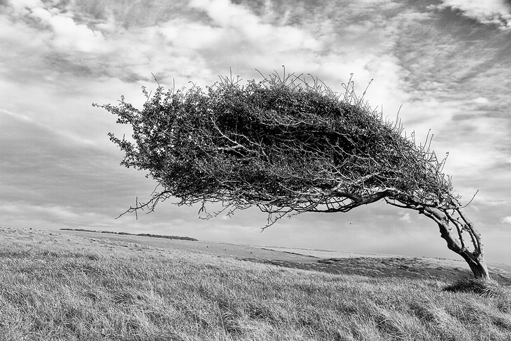 IMG_02114_7D_SW_1024.jpg - Weißdorn, Chukmare Haven, East Sussex, UK