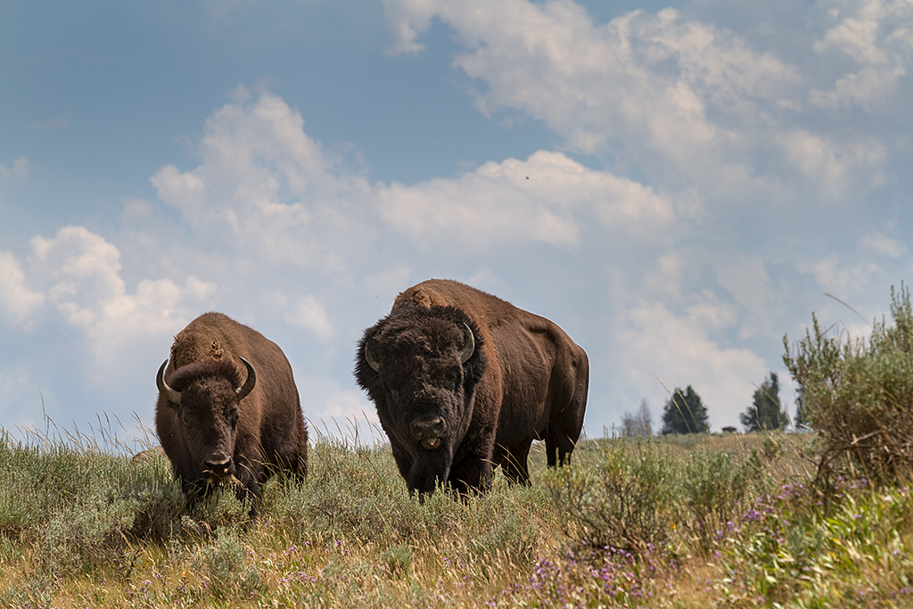 D7_26660_1024.jpg - Bisons