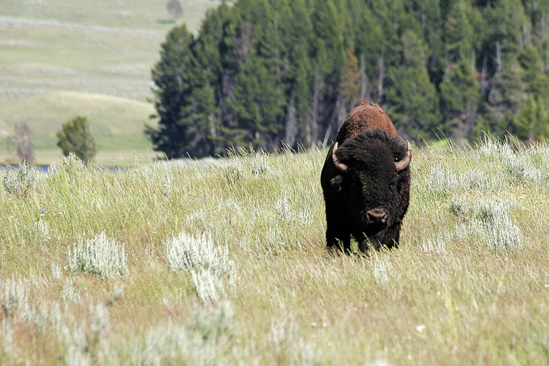 IMG_8353_800.jpg - Bison, Yellowstone National Park