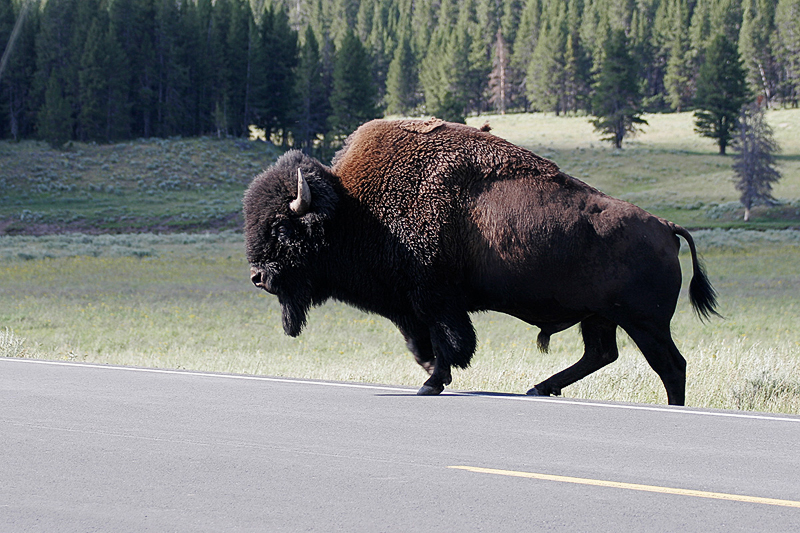 IMG_8356.jpg - Bison, Yellowstone National Park