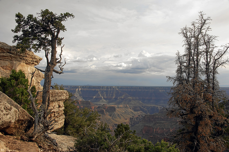 IMG_9795_800.jpg - Grand Canyon National Park  ©2005